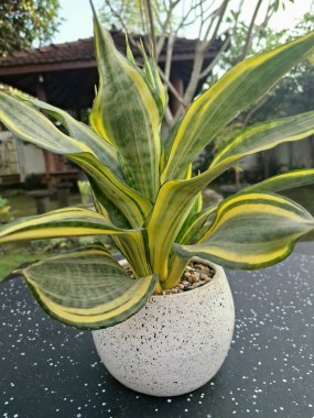 Sansevieria altın sancak ağacı beyaz yuvarlak bir tencerede. Bu, ortasında koyu yeşil çizgi olan ve sarı ya da altın kenarlı yaprakları olan bir yılan türü. Bu bitki popüler çünkü bakımı kolay, havayı ve oda dekoratörünü temizleyebilir.