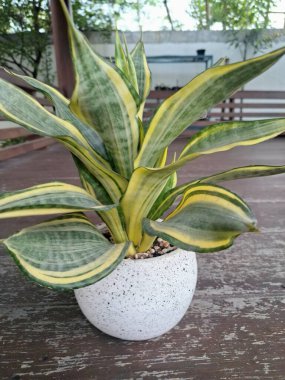 Sansevieria altın sancak ağacı beyaz yuvarlak bir tencerede. Bu, ortasında koyu yeşil çizgi olan ve sarı ya da altın kenarlı yaprakları olan bir yılan türü. Bu bitki popüler çünkü bakımı kolay, havayı ve oda dekoratörünü temizleyebilir.