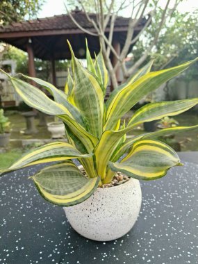 Beyaz yuvarlak bir tencerede altın sancak bitkisi. Yılan Bitkisi 'nin özel bir çeşididir. Canlı sarı veya altın yaprak marjlarıyla bilinir. Bu bitki popüler çünkü bakımı kolay, havayı ve oda dekoratörünü temizleyebilir.