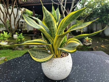 Sansevieria altın sancak ağacı beyaz yuvarlak bir tencerede. Bu, ortasında koyu yeşil çizgi olan ve sarı ya da altın kenarlı yaprakları olan bir yılan türü. Bu bitki popüler çünkü bakımı kolay, havayı ve oda dekoratörünü temizleyebilir.