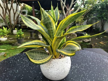 Sansevieria altın sancak ağacı beyaz yuvarlak bir tencerede. Bu, ortasında koyu yeşil çizgi olan ve sarı ya da altın kenarlı yaprakları olan bir yılan türü. Bu bitki popüler çünkü bakımı kolay, havayı ve oda dekoratörünü temizleyebilir.