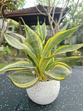 Sansevieria altın sancak ağacı beyaz yuvarlak bir tencerede. Bu, ortasında koyu yeşil çizgi olan ve sarı ya da altın kenarlı yaprakları olan bir yılan türü. Bu bitki popüler çünkü bakımı kolay, havayı ve oda dekoratörünü temizleyebilir.