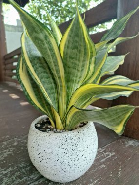 Beyaz yuvarlak bir tencerede altın sancak bitkisi. Yılan Bitkisi 'nin özel bir çeşididir. Canlı sarı veya altın yaprak marjlarıyla bilinir. Bu bitki popüler çünkü bakımı kolay, havayı ve oda dekoratörünü temizleyebilir.