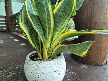 Sansevieria altın sancak ağacı beyaz yuvarlak bir tencerede. Bu, ortasında koyu yeşil çizgi olan ve sarı ya da altın kenarlı yaprakları olan bir yılan türü. Bu bitki popüler çünkü bakımı kolay, havayı ve oda dekoratörünü temizleyebilir.