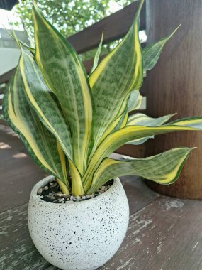 Sansevieria altın sancak ağacı beyaz yuvarlak bir tencerede. Bu, ortasında koyu yeşil çizgi olan ve sarı ya da altın kenarlı yaprakları olan bir yılan türü. Bu bitki popüler çünkü bakımı kolay, havayı ve oda dekoratörünü temizleyebilir.