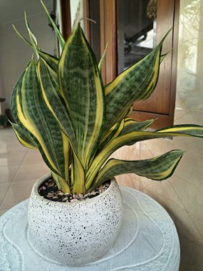 Sansevieria altın sancak ağacı beyaz yuvarlak bir tencerede. Bu, ortasında koyu yeşil çizgi olan ve sarı ya da altın kenarlı yaprakları olan bir yılan türü. Bu bitki popüler çünkü bakımı kolay, havayı ve oda dekoratörünü temizleyebilir.