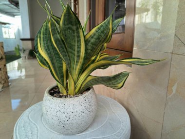 Sansevieria altın sancak ağacı beyaz yuvarlak bir tencerede. Bu, ortasında koyu yeşil çizgi olan ve sarı ya da altın kenarlı yaprakları olan bir yılan türü. Bu bitki popüler çünkü bakımı kolay, havayı ve oda dekoratörünü temizleyebilir.