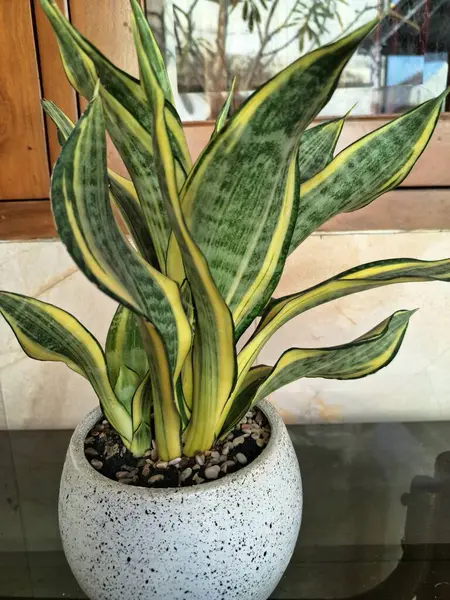 Beyaz yuvarlak bir tencerede altın sancak bitkisi. Yılan Bitkisi 'nin özel bir çeşididir. Canlı sarı veya altın yaprak marjlarıyla bilinir. Bu bitki popüler çünkü bakımı kolay, havayı ve oda dekoratörünü temizleyebilir.