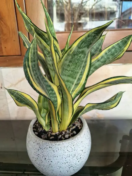 Beyaz yuvarlak bir tencerede altın sancak bitkisi. Yılan Bitkisi 'nin özel bir çeşididir. Canlı sarı veya altın yaprak marjlarıyla bilinir. Bu bitki popüler çünkü bakımı kolay, havayı ve oda dekoratörünü temizleyebilir.