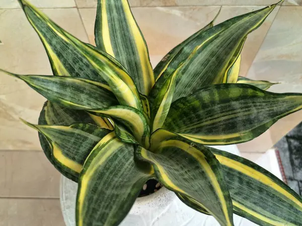 Altın Sansevieria bayrağı. Sansevieria 'nın çeşitli türleri, yaprakları koyu yeşil, kenarları ise parlak sarıdan altın sınırına sahip olan bir tür ev bitkisi. Altın pankart yapraklardaki bu belirgin renk desenine işaret ediyor.