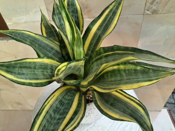 Altın Sansevieria bayrağı. Sansevieria 'nın çeşitli türleri, yaprakları koyu yeşil, kenarları ise parlak sarıdan altın sınırına sahip olan bir tür ev bitkisi. Altın pankart yapraklardaki bu belirgin renk desenine işaret ediyor.