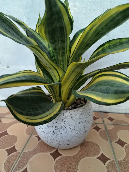 Sansevieria altın sancak ağacı beyaz yuvarlak bir tencerede. Bu, ortasında koyu yeşil çizgi olan ve sarı ya da altın kenarlı yaprakları olan bir yılan türü. Bu bitki popüler çünkü bakımı kolay, havayı ve oda dekoratörünü temizleyebilir.
