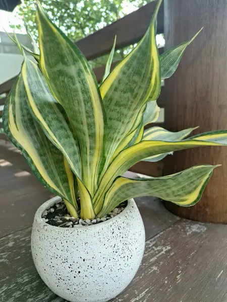 Sansevieria altın sancak ağacı beyaz yuvarlak bir tencerede. Bu, ortasında koyu yeşil çizgi olan ve sarı ya da altın kenarlı yaprakları olan bir yılan türü. Bu bitki popüler çünkü bakımı kolay, havayı ve oda dekoratörünü temizleyebilir.
