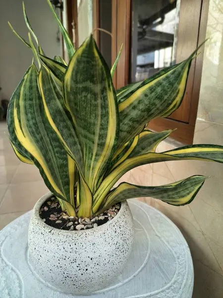 Sansevieria altın sancak ağacı beyaz yuvarlak bir tencerede. Bu, ortasında koyu yeşil çizgi olan ve sarı ya da altın kenarlı yaprakları olan bir yılan türü. Bu bitki popüler çünkü bakımı kolay, havayı ve oda dekoratörünü temizleyebilir.