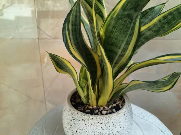 Sansevieria altın sancak ağacı beyaz yuvarlak bir tencerede. Bu, ortasında koyu yeşil çizgi olan ve sarı ya da altın kenarlı yaprakları olan bir yılan türü. Bu bitki popüler çünkü bakımı kolay, havayı ve oda dekoratörünü temizleyebilir.