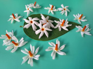 Mavi arka planda taze parijat çiçekleri. Çeşitli kullanımları var, hem tıbbi hem de kültürel. Ayurvedic tıpta ateş, öksürük ve soğuk algınlığını tedavi etmek için kullanılır. Çiçekler Hindu ayinlerinde ve tanrılara adak olarak da kullanılır.