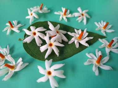 Mavi arka planda taze parijat çiçekleri. Çeşitli kullanımları var, hem tıbbi hem de kültürel. Ayurvedic tıpta ateş, öksürük ve soğuk algınlığını tedavi etmek için kullanılır. Çiçekler Hindu ayinlerinde ve tanrılara adak olarak da kullanılır.