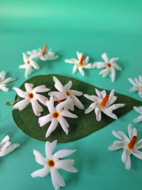 Mavi arka planda taze parijat çiçekleri. Çeşitli kullanımları var, hem tıbbi hem de kültürel. Ayurvedic tıpta ateş, öksürük ve soğuk algınlığını tedavi etmek için kullanılır. Çiçekler Hindu ayinlerinde ve tanrılara adak olarak da kullanılır.