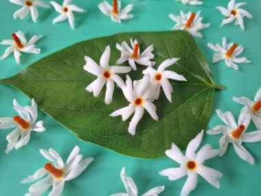 Mavi arka planda taze parijat çiçekleri. Çeşitli kullanımları var, hem tıbbi hem de kültürel. Ayurvedic tıpta ateş, öksürük ve soğuk algınlığını tedavi etmek için kullanılır. Çiçekler Hindu ayinlerinde ve tanrılara adak olarak da kullanılır.