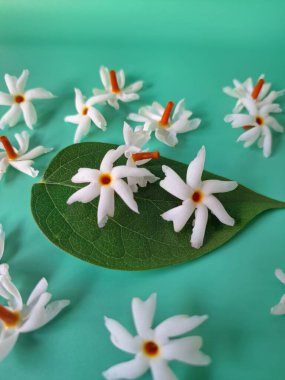 Mavi arka planda taze parijat çiçekleri. Çeşitli kullanımları var, hem tıbbi hem de kültürel. Ayurvedic tıpta ateş, öksürük ve soğuk algınlığını tedavi etmek için kullanılır. Çiçekler Hindu ayinlerinde ve tanrılara adak olarak da kullanılır.