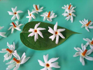 Mavi arka planda taze parijat çiçekleri. Çeşitli kullanımları var, hem tıbbi hem de kültürel. Ayurvedic tıpta ateş, öksürük ve soğuk algınlığını tedavi etmek için kullanılır. Çiçekler Hindu ayinlerinde ve tanrılara adak olarak da kullanılır.