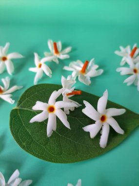 Mavi arka planda taze parijat çiçekleri. Çeşitli kullanımları var, hem tıbbi hem de kültürel. Ayurvedic tıpta ateş, öksürük ve soğuk algınlığını tedavi etmek için kullanılır. Çiçekler Hindu ayinlerinde ve tanrılara adak olarak da kullanılır.