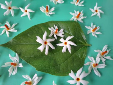 Mavi arka planda taze parijat çiçekleri. Çeşitli kullanımları var, hem tıbbi hem de kültürel. Ayurvedic tıpta ateş, öksürük ve soğuk algınlığını tedavi etmek için kullanılır. Çiçekler Hindu ayinlerinde ve tanrılara adak olarak da kullanılır.