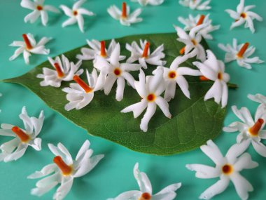 Mavi arka planda taze parijat çiçekleri. Çeşitli kullanımları var, hem tıbbi hem de kültürel. Ayurvedic tıpta ateş, öksürük ve soğuk algınlığını tedavi etmek için kullanılır. Çiçekler Hindu ayinlerinde ve tanrılara adak olarak da kullanılır.