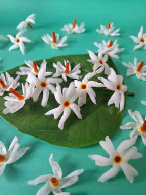 Mavi arka planda taze parijat çiçekleri. Çeşitli kullanımları var, hem tıbbi hem de kültürel. Ayurvedic tıpta ateş, öksürük ve soğuk algınlığını tedavi etmek için kullanılır. Çiçekler Hindu ayinlerinde ve tanrılara adak olarak da kullanılır.