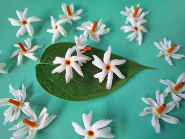 Mavi arka planda taze parijat çiçekleri. Çeşitli kullanımları var, hem tıbbi hem de kültürel. Ayurvedic tıpta ateş, öksürük ve soğuk algınlığını tedavi etmek için kullanılır. Çiçekler Hindu ayinlerinde ve tanrılara adak olarak da kullanılır.