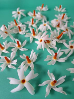 Mavi arka planda taze parijat çiçekleri. Çeşitli kullanımları var, hem tıbbi hem de kültürel. Ayurvedic tıpta ateş, öksürük ve soğuk algınlığını tedavi etmek için kullanılır. Çiçekler Hindu ayinlerinde ve tanrılara adak olarak da kullanılır.