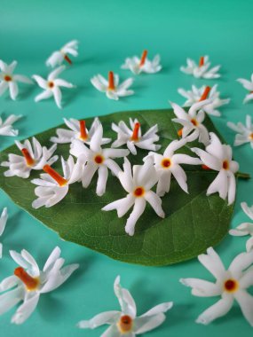 Mavi arka planda taze parijat çiçekleri. Çeşitli kullanımları var, hem tıbbi hem de kültürel. Ayurvedic tıpta ateş, öksürük ve soğuk algınlığını tedavi etmek için kullanılır. Çiçekler Hindu ayinlerinde ve tanrılara adak olarak da kullanılır.