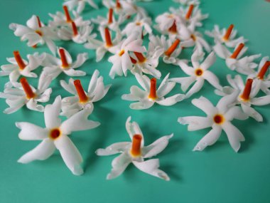 Mavi arka planda taze parijat çiçekleri. Çeşitli kullanımları var, hem tıbbi hem de kültürel. Ayurvedic tıpta ateş, öksürük ve soğuk algınlığını tedavi etmek için kullanılır. Çiçekler Hindu ayinlerinde ve tanrılara adak olarak da kullanılır.