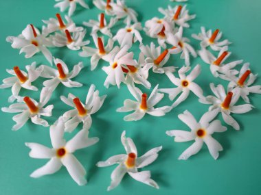 Mavi arka planda taze parijat çiçekleri. Çeşitli kullanımları var, hem tıbbi hem de kültürel. Ayurvedic tıpta ateş, öksürük ve soğuk algınlığını tedavi etmek için kullanılır. Çiçekler Hindu ayinlerinde ve tanrılara adak olarak da kullanılır.