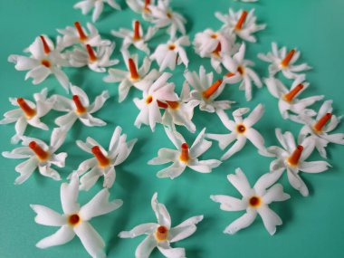 Mavi arka planda taze parijat çiçekleri. Çeşitli kullanımları var, hem tıbbi hem de kültürel. Ayurvedic tıpta ateş, öksürük ve soğuk algınlığını tedavi etmek için kullanılır. Çiçekler Hindu ayinlerinde ve tanrılara adak olarak da kullanılır.