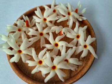 Servis tahtasındaki taze parijat çiçekleri. Çeşitli kullanımları var, hem tıbbi hem de kültürel. Ayurvedic tıpta ateş, öksürük ve soğuk algınlığını tedavi etmek için kullanılır. Çiçekler Hindu ayinlerinde ve tanrılara adak olarak da kullanılır.