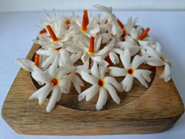 Tahta üzerinde taze parijat çiçekleri. Çeşitli kullanımları var, hem tıbbi hem de kültürel. Ayurvedic tıpta ateş, öksürük ve soğuk algınlığını tedavi etmek için kullanılır. Çiçekler Hindu ayinlerinde ve tanrılara adak olarak da kullanılır.