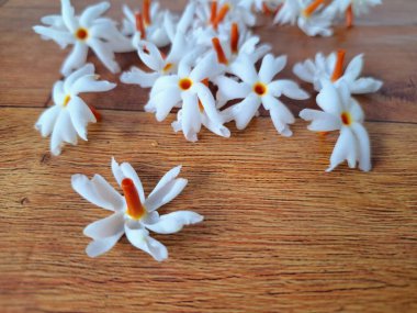 Parijat çiçeği. Çeşitli kullanımları var, hem tıbbi hem de kültürel. Ayurvedic tıpta ateş, öksürük ve soğuk algınlığını tedavi etmek için kullanılır. Çiçekler Hindu ayinlerinde ve tanrılara adak olarak da kullanılır.