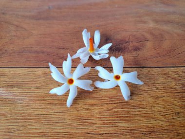 Taze parijat çiçekleri masada. Parijat çiçeğinin çeşitli kullanımları vardır, hem tıbbi hem de kültürel. Ayurvedic tıpta ateş, öksürük ve soğuk algınlığını tedavi etmek için kullanılır. Çiçekler Hindu ayinlerinde ve tanrılara adak olarak da kullanılır.