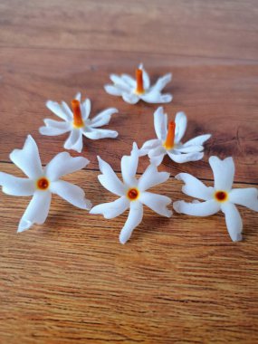 Taze parijat çiçekleri masada. Parijat çiçeğinin çeşitli kullanımları vardır, hem tıbbi hem de kültürel. Ayurvedic tıpta ateş, öksürük ve soğuk algınlığını tedavi etmek için kullanılır. Çiçekler Hindu ayinlerinde ve tanrılara adak olarak da kullanılır.