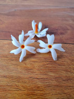 Taze parijat çiçekleri masada. Parijat çiçeğinin çeşitli kullanımları vardır, hem tıbbi hem de kültürel. Ayurvedic tıpta ateş, öksürük ve soğuk algınlığını tedavi etmek için kullanılır. Çiçekler Hindu ayinlerinde ve tanrılara adak olarak da kullanılır.