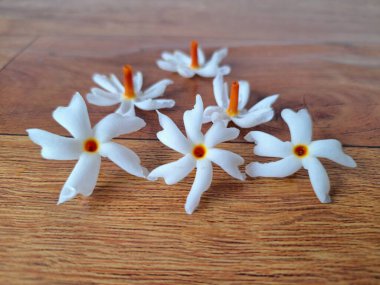 Taze parijat çiçekleri masada. Parijat çiçeğinin çeşitli kullanımları vardır, hem tıbbi hem de kültürel. Ayurvedic tıpta ateş, öksürük ve soğuk algınlığını tedavi etmek için kullanılır. Çiçekler Hindu ayinlerinde ve tanrılara adak olarak da kullanılır.