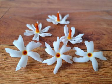 Taze parijat çiçekleri masada. Parijat çiçeğinin çeşitli kullanımları vardır, hem tıbbi hem de kültürel. Ayurvedic tıpta ateş, öksürük ve soğuk algınlığını tedavi etmek için kullanılır. Çiçekler Hindu ayinlerinde ve tanrılara adak olarak da kullanılır.