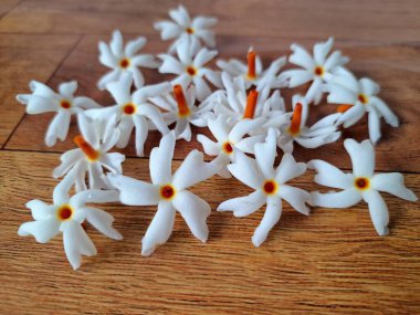 Taze parijat çiçekleri masada. Parijat çiçeğinin çeşitli kullanımları vardır, hem tıbbi hem de kültürel. Ayurvedic tıpta ateş, öksürük ve soğuk algınlığını tedavi etmek için kullanılır. Çiçekler Hindu ayinlerinde ve tanrılara adak olarak da kullanılır.