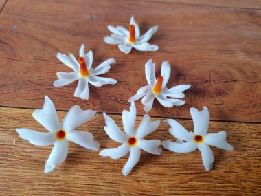 Taze parijat çiçekleri masada. Parijat çiçeğinin çeşitli kullanımları vardır, hem tıbbi hem de kültürel. Ayurvedic tıpta ateş, öksürük ve soğuk algınlığını tedavi etmek için kullanılır. Çiçekler Hindu ayinlerinde ve tanrılara adak olarak da kullanılır.