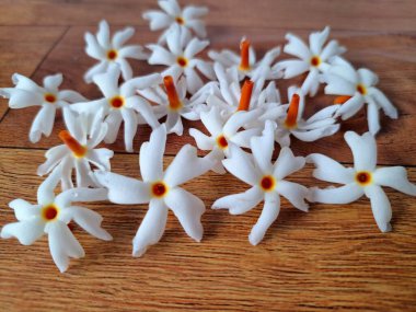 Taze parijat çiçekleri masada. Parijat çiçeğinin çeşitli kullanımları vardır, hem tıbbi hem de kültürel. Ayurvedic tıpta ateş, öksürük ve soğuk algınlığını tedavi etmek için kullanılır. Çiçekler Hindu ayinlerinde ve tanrılara adak olarak da kullanılır.