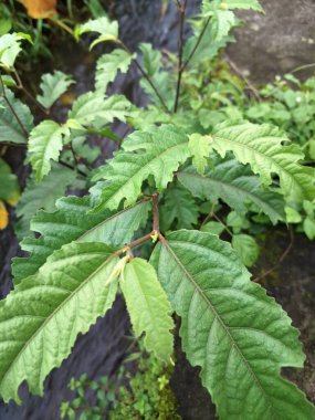 Ficus ampelas bitkisi. Ficus ampelas (ayrıca Java inciri veya Hint inciri olarak da bilinir) 10-15 metreye kadar büyüyebilen orta büyüklükte bir ağaçtır. Ağaç, vahşi yaşam için önemli besin kaynakları olan küçük, yeşilimsi sarı incirler üretir.. 