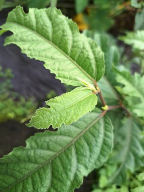 Java incir ağacı. Ficus ampelas, ayrıca Java inciri ya da Hint inciri olarak da bilinir. Yapraklar eliptik ve sapında sırayla dizilmiş. Ağaç, vahşi yaşam için önemli besin kaynakları olan küçük, yeşilimsi sarı incirler üretir.