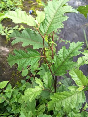 Java incir ağacı. Ficus ampelas, ayrıca Java inciri ya da Hint inciri olarak da bilinir. Yapraklar eliptik ve sapında sırayla dizilmiş. Ağaç, vahşi yaşam için önemli besin kaynakları olan küçük, yeşilimsi sarı incirler üretir.