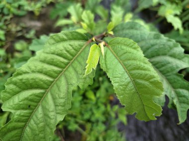 Java incir ağacı. Ficus ampelas, ayrıca Java inciri ya da Hint inciri olarak da bilinir. Yapraklar eliptik ve sapında sırayla dizilmiş. Ağaç, vahşi yaşam için önemli besin kaynakları olan küçük, yeşilimsi sarı incirler üretir.